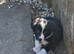 Gorgeous collie pups