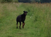 Doberman or Great Dane wanted