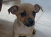 Jack x French bulldog