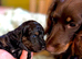 Premium Cockapoo Fb2 Puppies