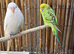 Budgies 3-4 months old.