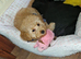 red gworgeous toy poodle boy