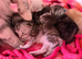 Gorgeous Maine Coon Kittens