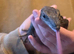 Captive Farmed (2024) Male Roughneck