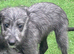 Beddy greyhound pups