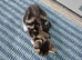 3 beautiful male kittens