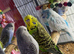 Budgies Glasgow