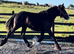 "Traditional black cob to mature to 15.2hh