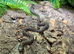 Granite San Louis Potosi Mountain King Snake at Birmingham Reptiles