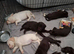 Beautful home raised litter of labradoodles for sale
