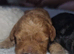 Poodle/cavapoo girl