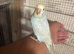 Baby budgies for sale  &pound;40 each collection mk404nn