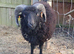 Proven Ouessant ram with good lines