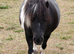 Beautiful mini shetland mare