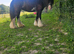Gorgeous Tradition Cob Mare