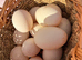 Hatching eggs! Saxony and Welsh harlequin