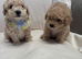 F1 maltipoo (ready for the new home )