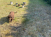 6 adorable super friendly Cockerpoo puppies