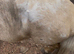 Palomino blanket spot mini colt ride and drive