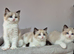 3 Tica Registered Males For Sale