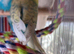 Two English budgies