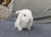 Beautiful mini lops to reserve