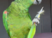 Baby tamed blue front Amazon talking parrot