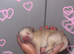 Chow chow puppy&rsquo;s