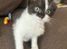 Last female kitten