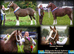 Registered d chestnut yearling filly