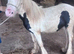Colt yearling