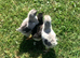 Oliver Egger 4 day old female chicks