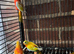 Baby red rumped parrot for sale