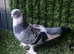 Kurdish pigeon