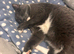 Very Affectionate Grey and White male cat