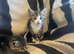 Kittens looking for their forever homes