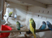 Young budgies