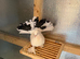 Beautiful Young Pair of Tail Marks Looking for a New Home