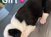 American bulldog XStaffy