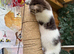 ADORABLE MALE KITTEN READY NOW