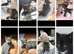 Reduced-Mainecoon cross ready now