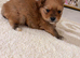 Pomeranians 2 boys left
