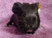 BEAUTIFUL MALE GUINEA PIGS