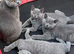GCCF Pedigree British short hair blues