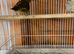 Gloster cock bird and 2026 closed rung green finch