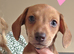 Beautiful miniature dachshunds
