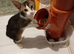 Abyssinian cross curly boy