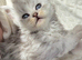 Ready to leave - Adorable Persian kittens