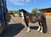 Beautiful Irish Cob 14.2