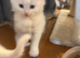5 kittens ready to leave